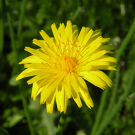 Wildflower Cat's Ear